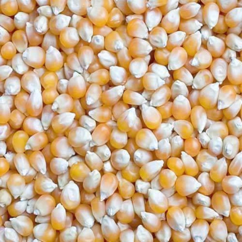 Makka