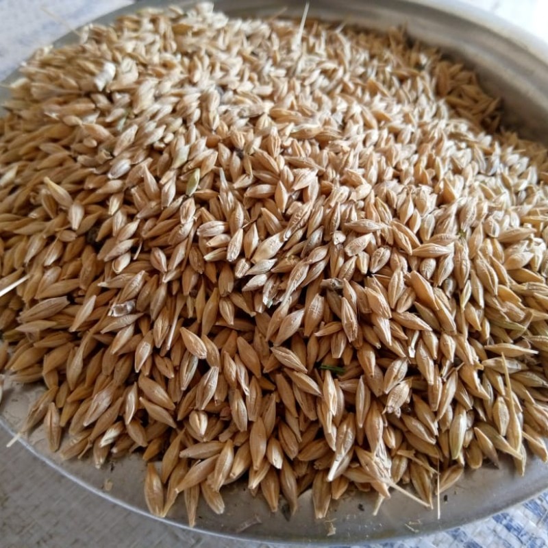 Barley