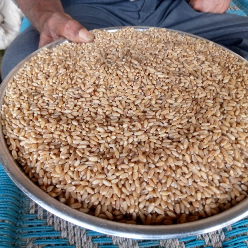Wheat