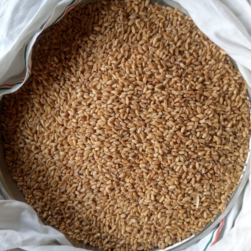 Wheat